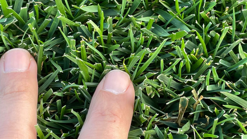 GAZON EN ROULEAU LYON - Rhône-Alpes